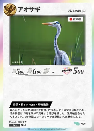アオサギ
