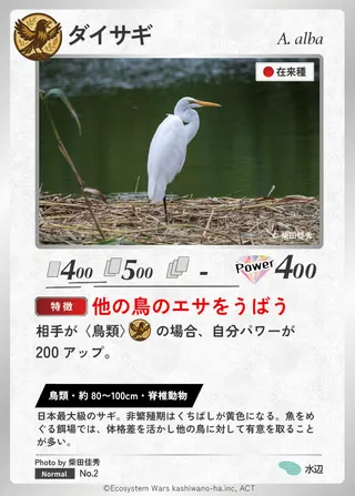 ダイサギ