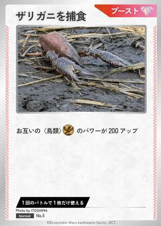 ザリガニを捕食