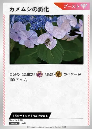 カメムシの孵化