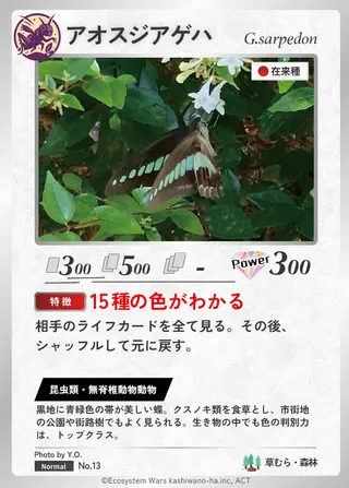 アオスジアゲハ