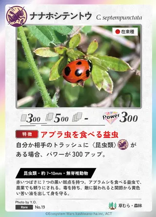 ナナホシテントウ
