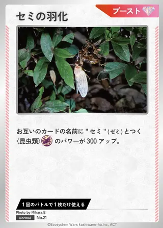 セミの羽化