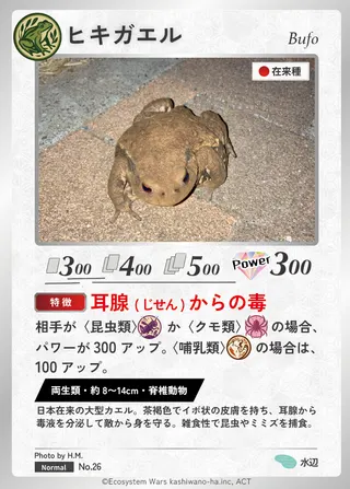ヒキガエル