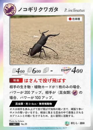 ノコギリクワガタ