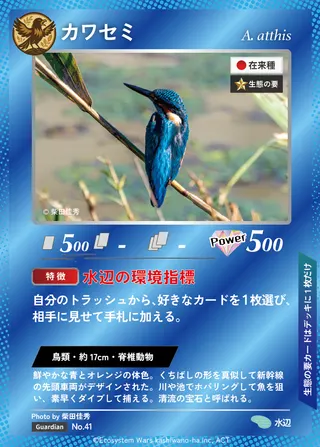 カワセミ