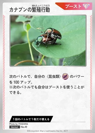 カナブンの繁殖行動