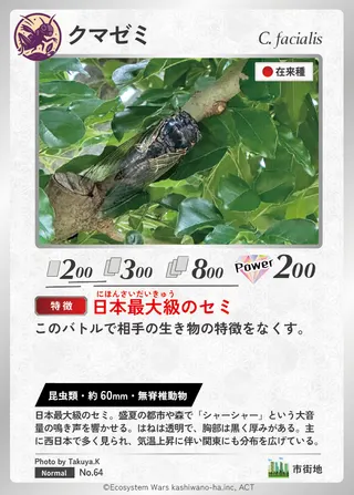 クマゼミ