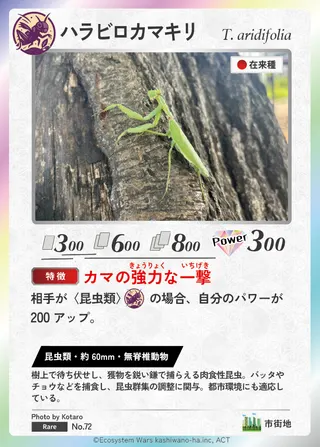ハラビロカマキリ