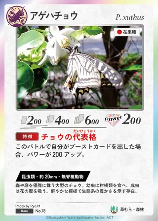 アゲハチョウ