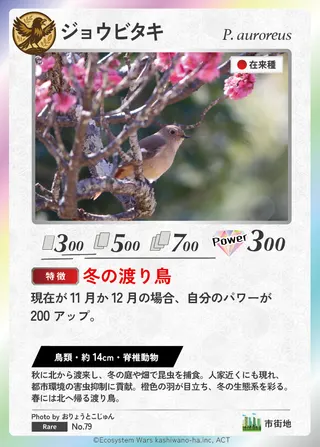 ジョウビタキ
