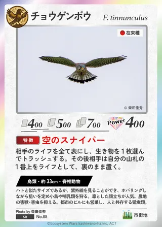 チョウゲンボウ