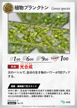 植物プランクトン